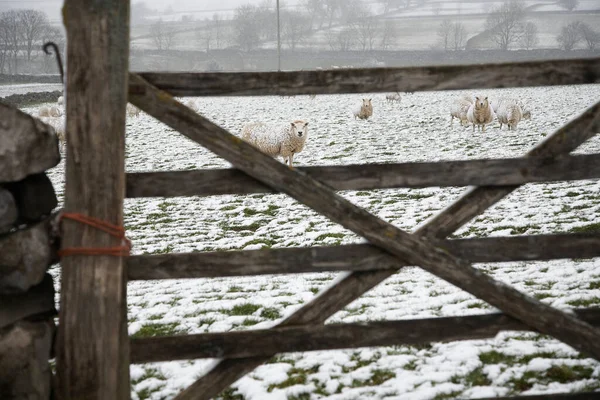 Schapen Grazen Besneeuwd Veld Achter Hek — Stockfoto