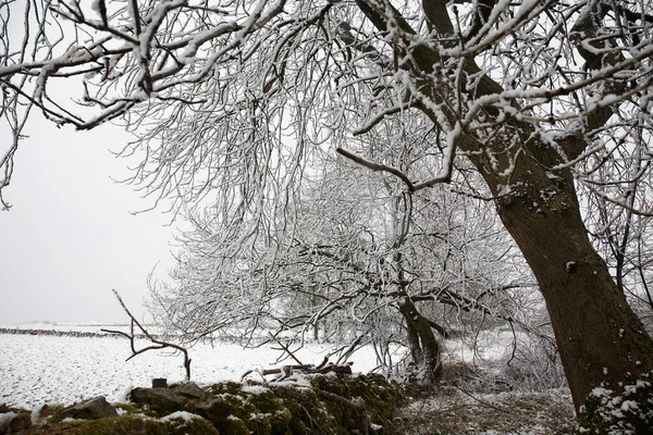 雪に覆われた木々や畑を背景に — ストック写真