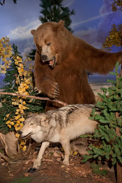 Brown Bear Attacking Coyote — Stock Photo, Image