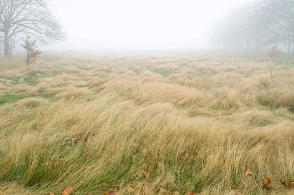 Feld Nebligem Herbsttag — Stockfoto