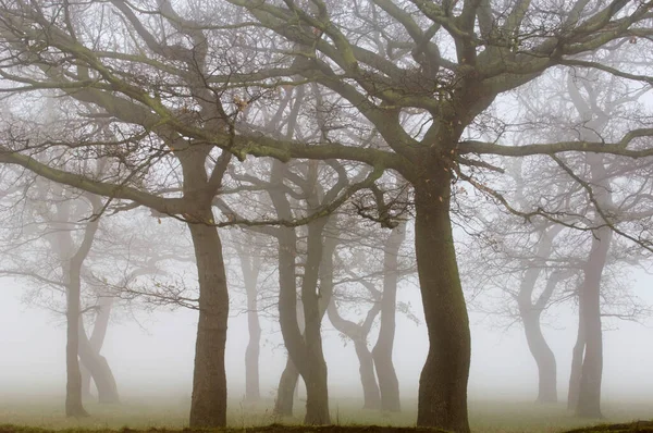 Kahle Bäume Nebligem Tag — Stockfoto