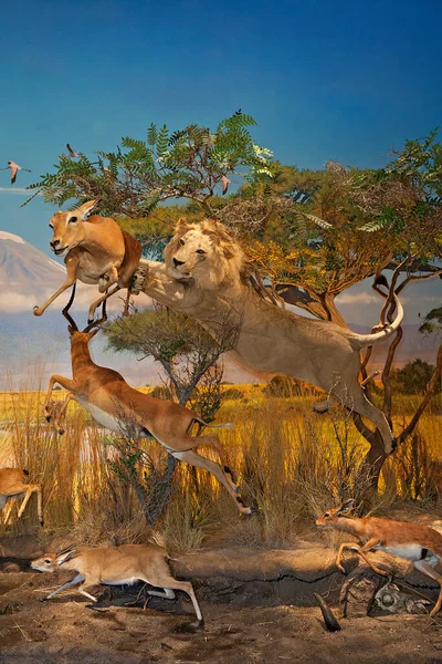 Exhibition of lion attacking at deer in museum
