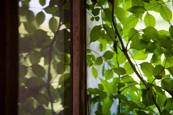 Plant Window Background Close — Stock Photo, Image