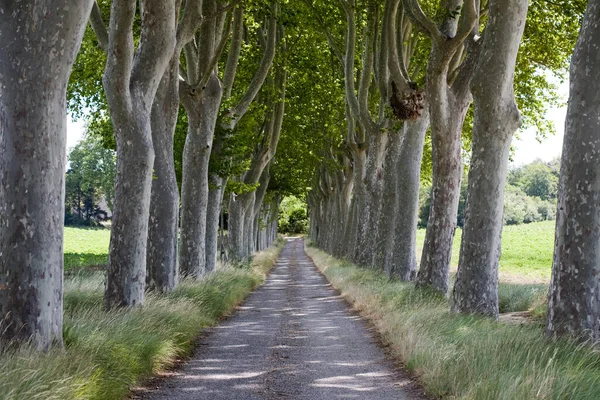 Treelined Path Country Road — Stock Photo, Image