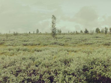 Çimenli manzaranın tam boy görünümü