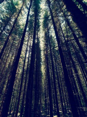 Arka planda güzel yeşil orman