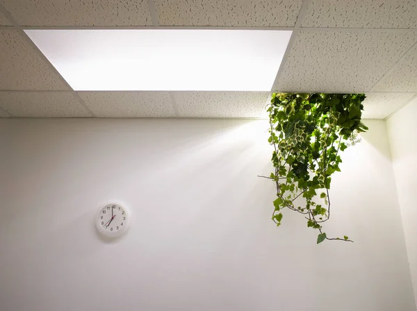 Plant Hanging Ceiling Abandoned Office — Stock Photo, Image