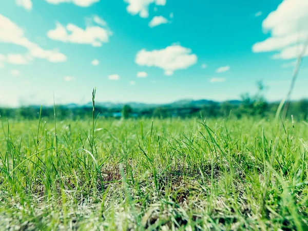 草の完全な長さビュー — ストック写真
