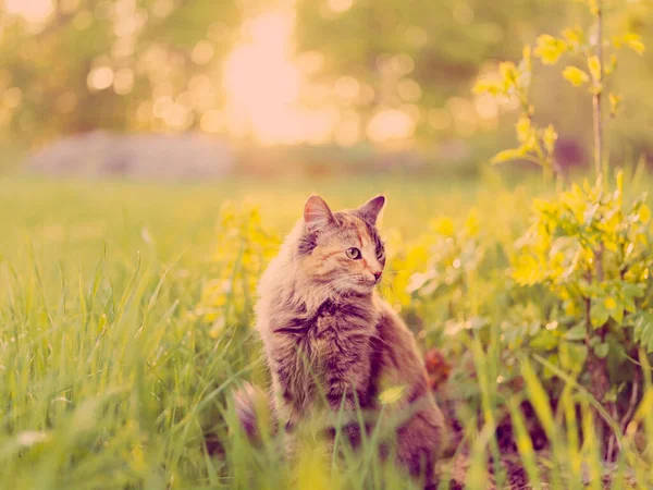 Porträtt Katt Sittande Gräs — Stockfoto