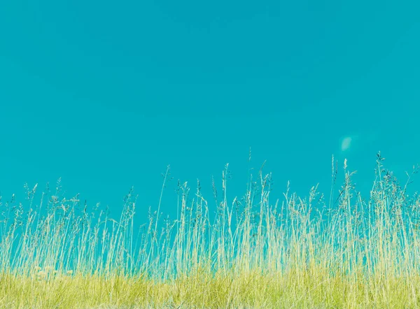 Foto Hierba Cielo Azul — Foto de Stock