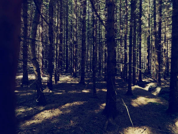 Vacker Grön Skog Bakgrunden — Stockfoto