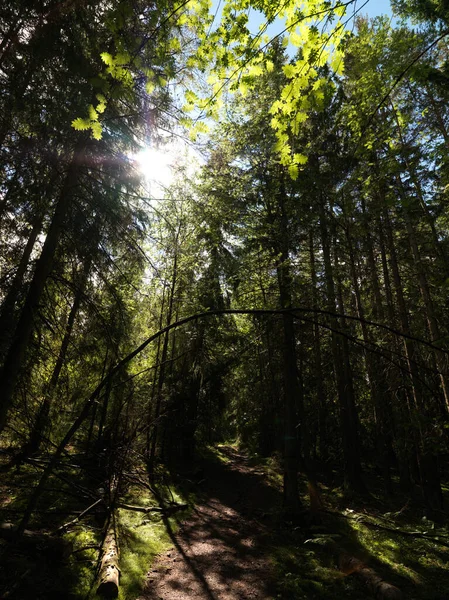 Vacker Grön Skog Bakgrunden — Stockfoto