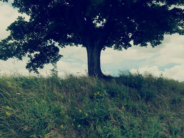 Foto Van Boom Grasheuvel — Stockfoto