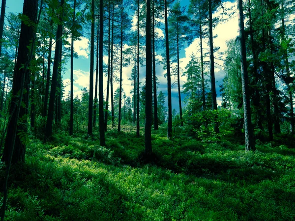 Vista Tutta Lunghezza Della Foresta — Foto Stock
