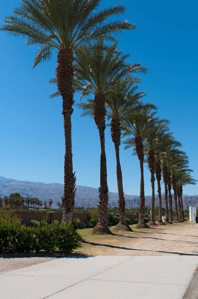 Palm Trees Row Country Road — Stock Photo, Image