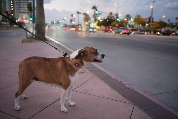 Sidovy Sällskapsdjur Hund Med Krage Bälte Trottoaren — Stockfoto