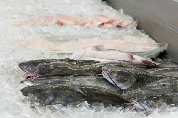 Nahaufnahme Von Katzenfischen Auf Eis Auf Dem Fischmarkt — Stockfoto