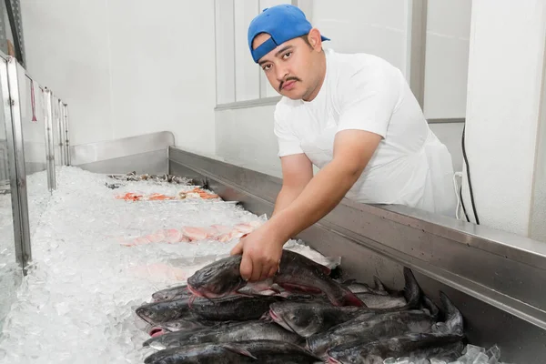 Portrait Jeune Poissonnier Organisant Des Poissons Dans Glace Marché — Photo