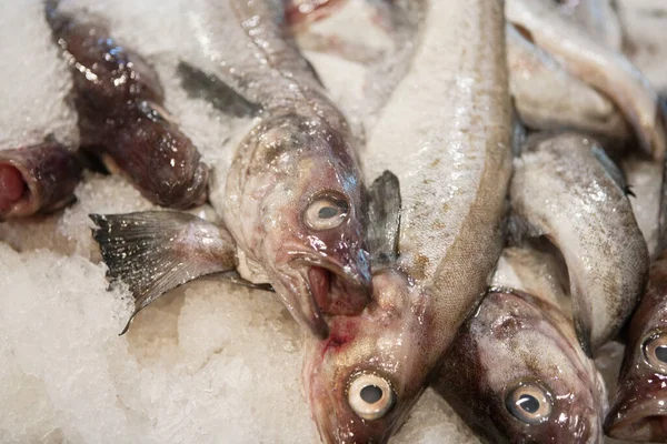 Buzun Içindeki Balıklara Yakın Çekim — Stok fotoğraf