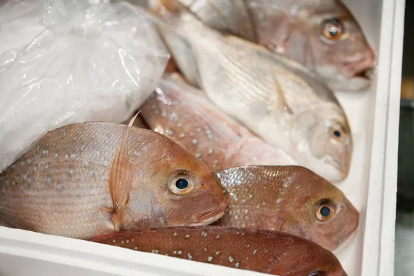 Primo Piano Del Pesce Vaschetta Confezione Ghiaccio — Foto Stock