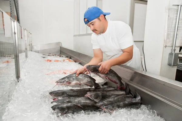 魚市で氷の中で魚を並べ若い魚屋 — ストック写真