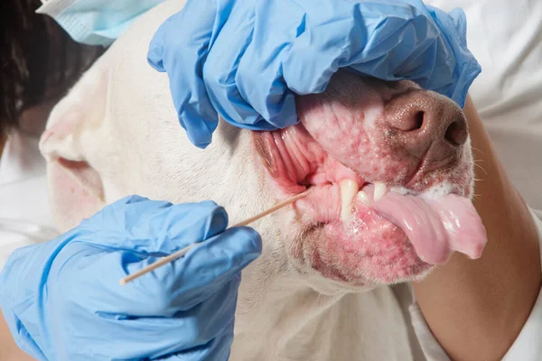 Primer Plano Los Dientes Perro Limpieza Veterinario — Foto de Stock