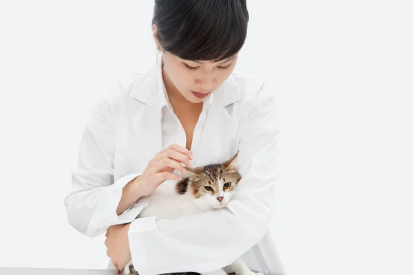 Veterinaria Hembra Sosteniendo Gato Contra Fondo Gris — Foto de Stock