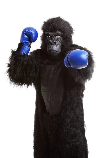 Goril Kostümlü Genç Adam Beyaz Arka Planda Boks Eldiveni Giyiyor — Stok fotoğraf