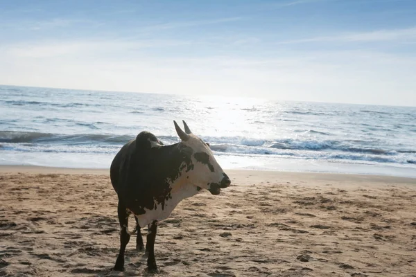 Koe Staan Vagator Beach Goa Panaji India — Stockfoto