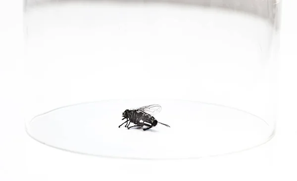 Mouche Domestique Morte Piégée Sous Verre Sur Fond Blanc — Photo