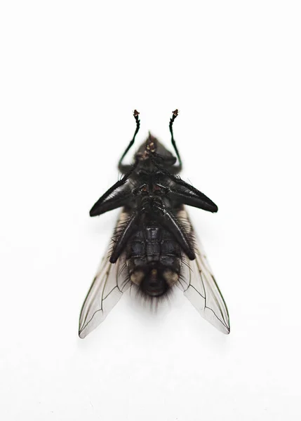 Housefly Белом Фоне — стоковое фото