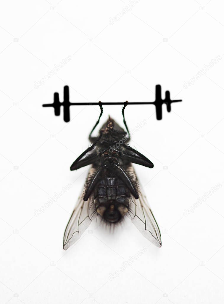 Housefly lifting dumbbell over white background