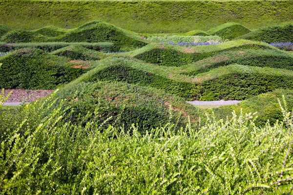 Close View Beautifully Designed Hedges — Stock Photo, Image