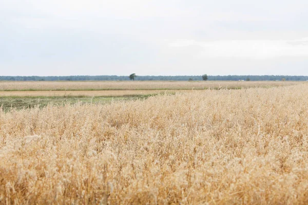 Ruhige Aussicht Auf Feldfrüchte Die Auf Ackerland Gegen Den Himmel — Stockfoto