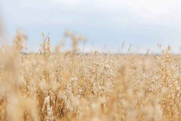 Selective Focus Crops Growing Farmland Sky — Stock Photo, Image