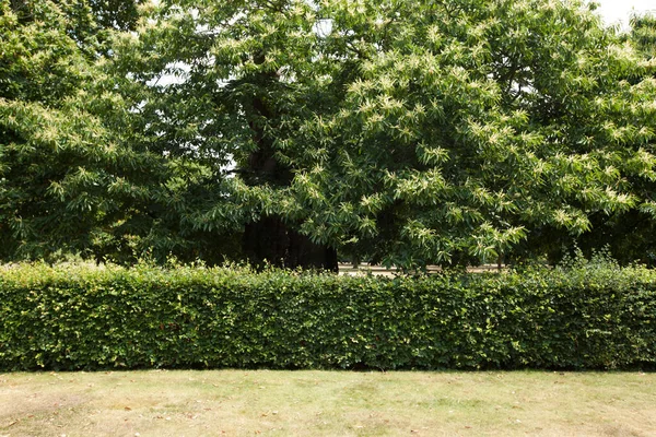 公園内のヘッジと木の眺め — ストック写真