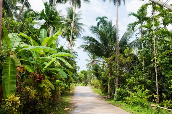 Ağaçlar Boyunca Asfaltsız Yol Koh Pha Ngan Tayland — Stok fotoğraf