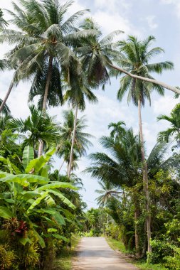 Tropikal ağaçlar boyunca asfaltsız yol; Koh Pha Ngan; Tayland