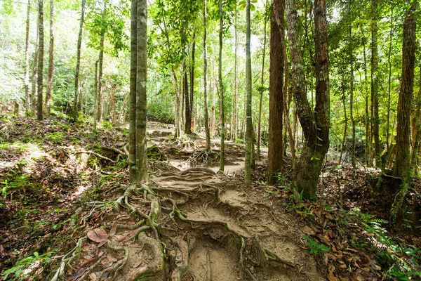 森の中の根を持つ木 ンガン — ストック写真