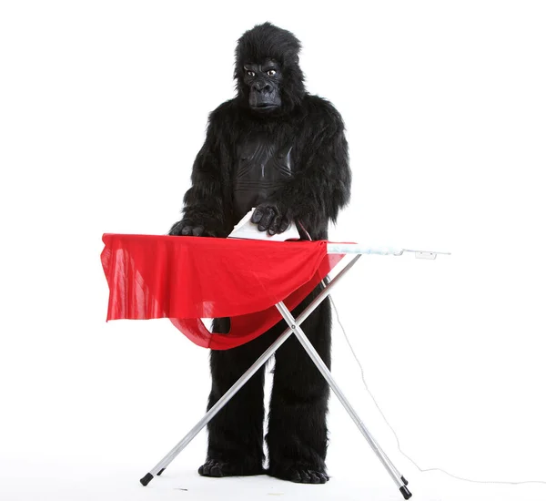 Joven Traje Gorila Planchando Tela Roja Sobre Fondo Blanco —  Fotos de Stock
