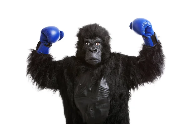 Joven Disfrazado Gorila Con Guantes Boxeo Sobre Fondo Blanco — Foto de Stock
