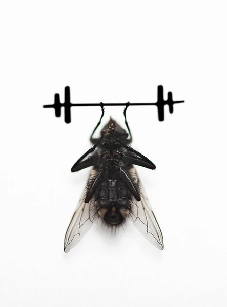 Housefly Ανύψωσης Αλτήρα Πάνω Από Λευκό Φόντο — Φωτογραφία Αρχείου