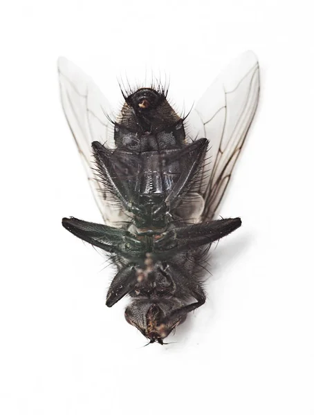 Döda Housefly Liggande Över Vit Bakgrund — Stockfoto