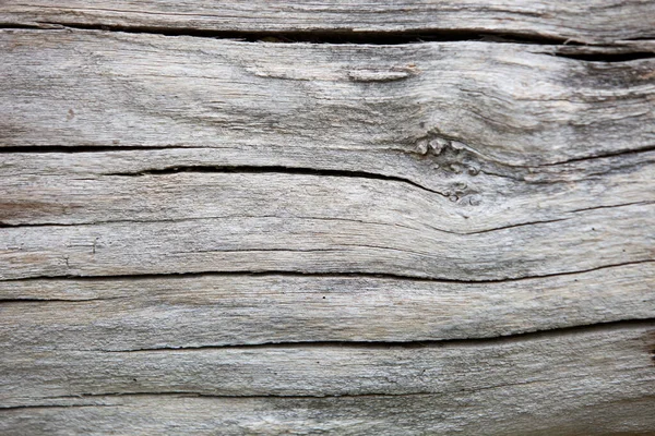Úplný Snímek Dřeva — Stock fotografie