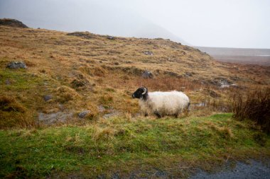 Arka planda yürüyen koyunlar