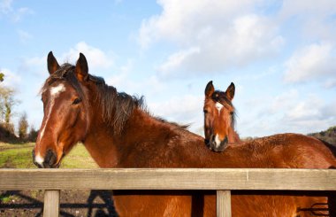 At başka bir atın üzerinde dinleniyor.