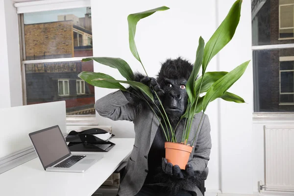 Jovem Assustador Máscara Gorila Olhando Através Planta Panela — Fotografia de Stock