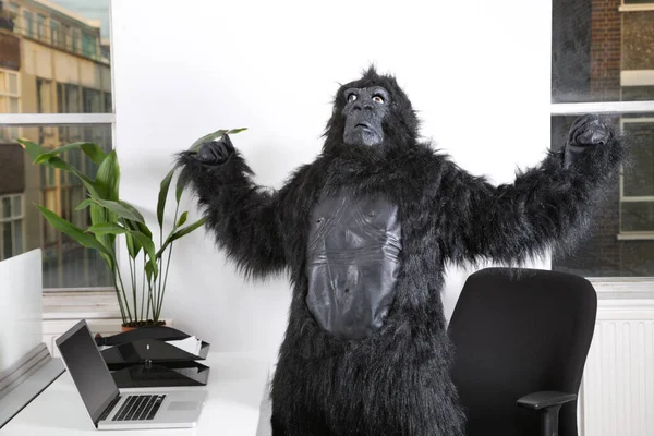 Goril Kostümlü Kızgın Genç Adam Ofise Bakıyor — Stok fotoğraf