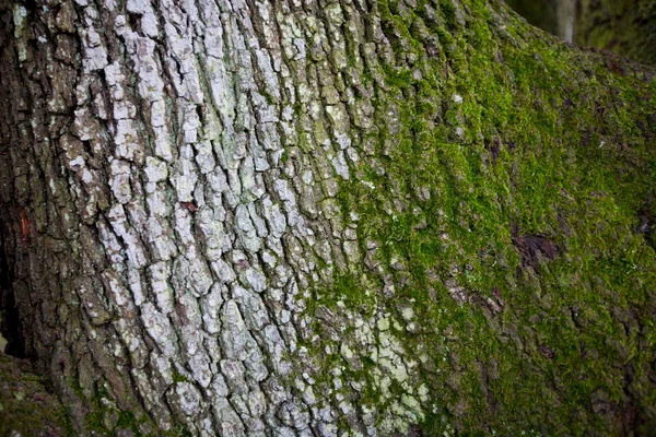 Blisko Pnia Drzewa Mchem — Zdjęcie stockowe