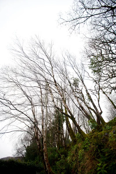 Killarney Ulusal Parkı Ndaki Ağaçlara Bakıyorum — Stok fotoğraf